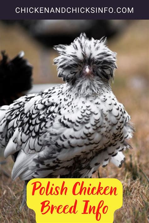 Polish Chicken Breed Info + Where to Buy - Chicken & Chicks Info