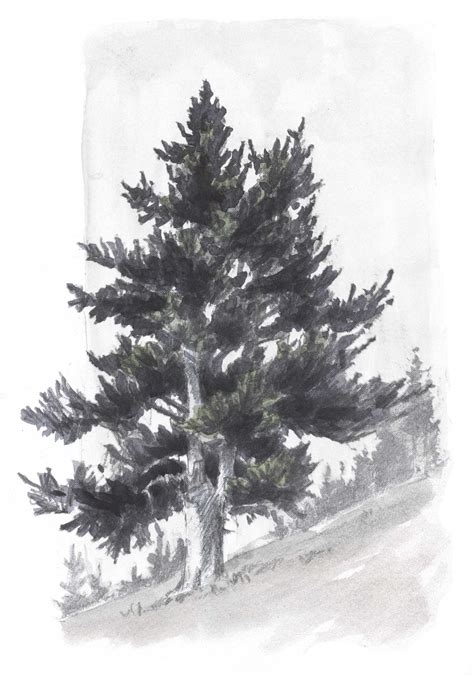 how to draw realistic trees - Google Search | Landscape drawings ...