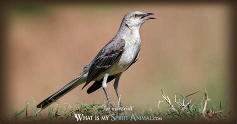 Mockingbird Symbolism & Meaning | Mockingbird Spirit, Totem & Power Animal