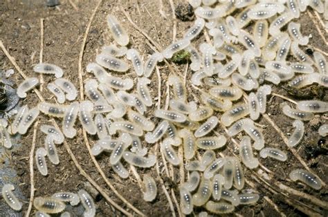 Ant larvae - Stock Image - C004/2020 - Science Photo Library