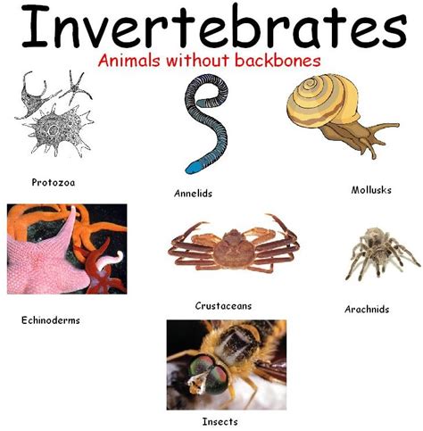 Marine Science Worksheet Invertebrates