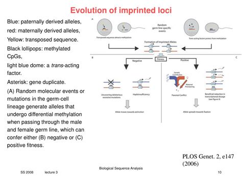 PPT - V3 regulation of imprinted genes PowerPoint Presentation, free ...