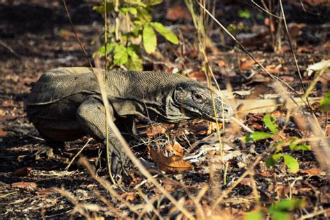 Komodo Dragon Venom Stock Photos, Pictures & Royalty-Free Images - iStock