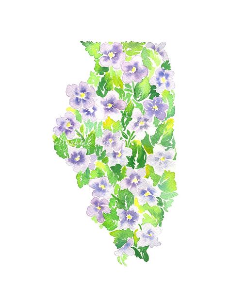 Illinois violet state flower watercolor painting digital | Etsy