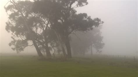 Free Images : tree, fog, mist, morning, dawn, atmosphere, weather, haze ...