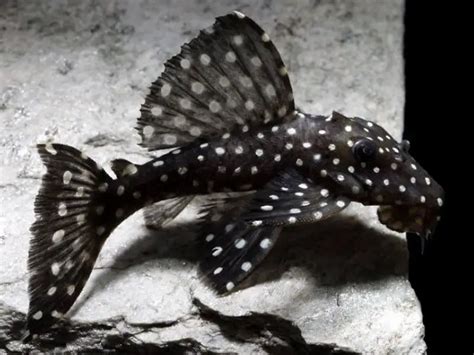 Vampire Pleco Care & Species Guide | Fishkeeping World