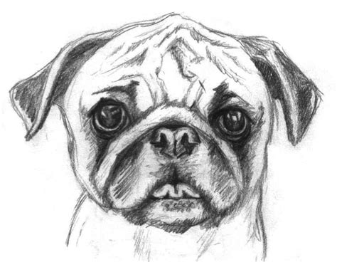 Pugs are cute | Puppy coloring pages, Dog coloring page, Bird coloring ...