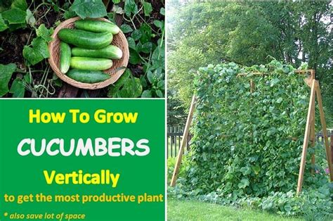 Learn how to grow cucumbers vertically to get the most productive plant | Home Design, Garden ...