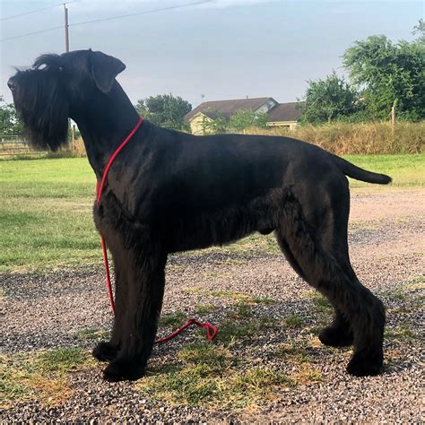 Total 122+ images giant schnauzer grooming - Viaterra.mx