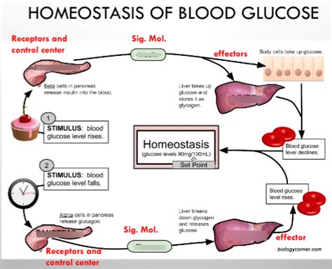 Homeostasis in blood glucose Diagram | Quizlet