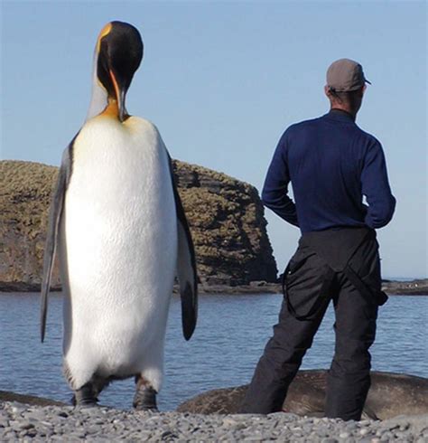 Giant Penguins Disovered Off The Coast of The Galapagos Islands