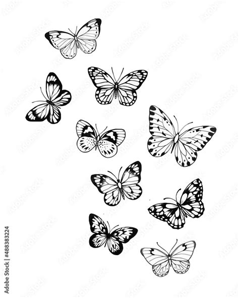 Assorted Butterfly Drawing Outline Aesthetic, Butterfly Vector Unique ...