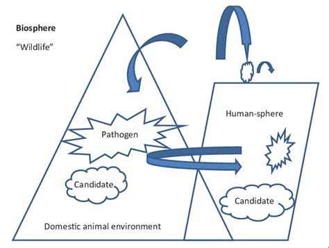 Model of pathogen evolution from the biosphere through contact between ...