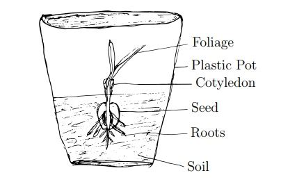 Demonstration of Epigeal and Hypogeal Germination