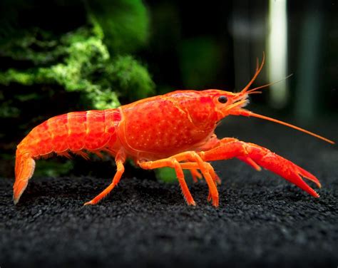 Aquatic Arts 1 Live Neon Red Crayfish | Live Freshwater Aquarium Lobster/Crawfish/Crawdad/Real ...