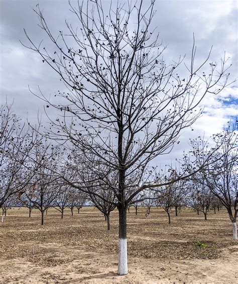 Training Pecan Trees, Setting Some Limits - Pecan South MagazinePecan South magazine | The pecan ...