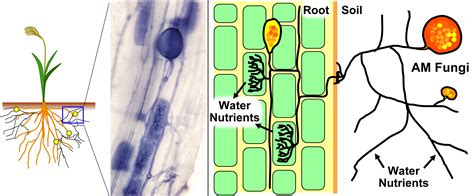 Ancestral mitoviruses discovered in mycorrhizal fungi | Hokkaido University