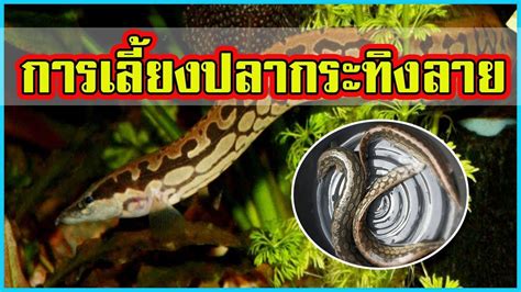 เลี้ยงปลากระทิงลาย | ปลาหายาก ราคาแพง | - YouTube