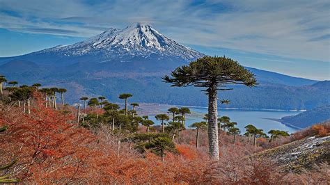 Volcano Llaima with Araucaria trees in the foreground, Conguillío ...