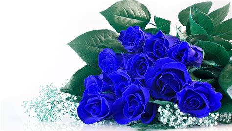 Ý nghĩa Hoa hồng xanh - blue Rose
