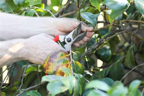 When and How to Prune Camellias | Gardener’s Path