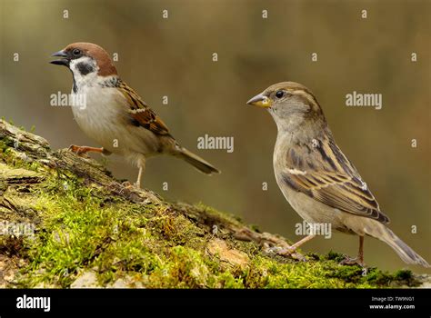 Tree Sparrow (Passer montanus, left) and female House Sparrow (Passer domesticus, right) on a ...