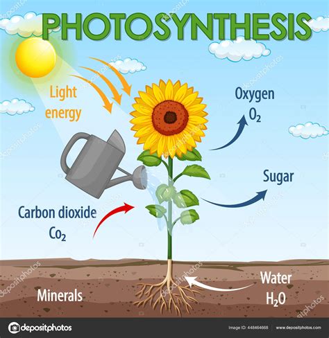 Aprender, Educación., Naturaleza, Afuera., Vector Imagen Vectorial de ...