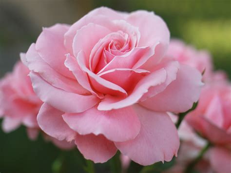 Pink Rose Free Stock Photo - Public Domain Pictures