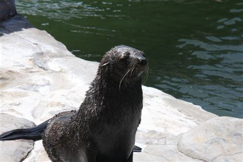 2013 Mar del Plata Aquarium - ZooChat