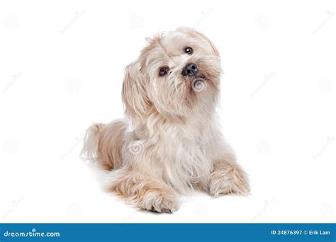 Boomer Dog Royalty Free Stock Photography - Image: 24876397