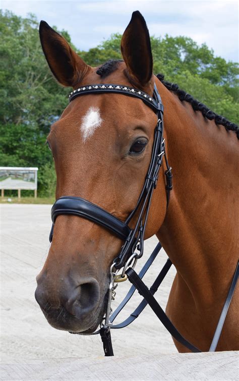 DRESSAGE BRIDLES