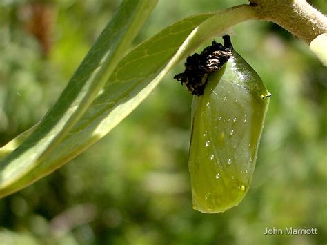 "Monarch Butterfly Pupa" by John Marriott | Redbubble