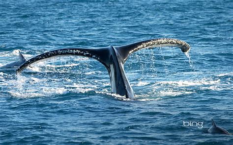 HD wallpaper: tail, Antarctica, humpback whale, Cierva Cove | Wallpaper ...