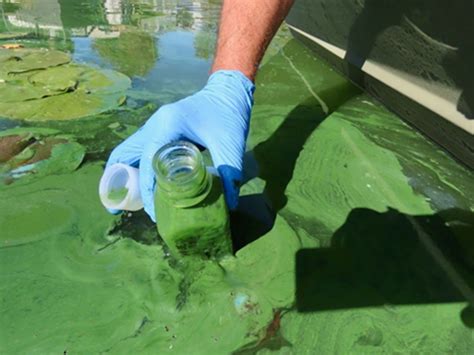 Harmful Algal Blooms. What are the health and environmental… | by ...