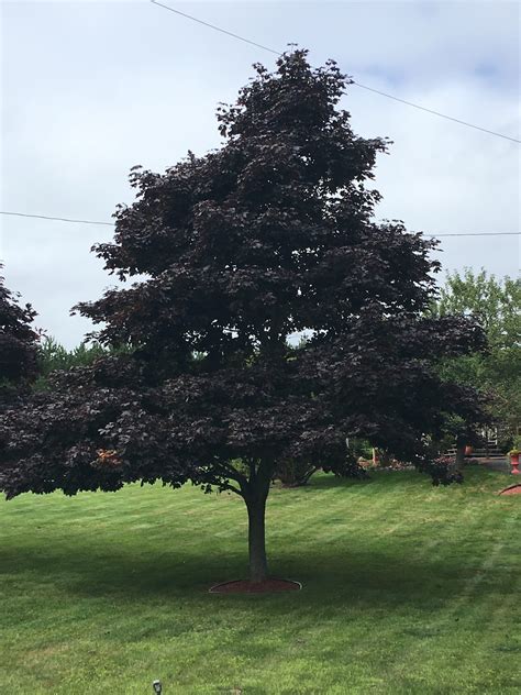 Crimson King Norway Maple - Arbor Nursery