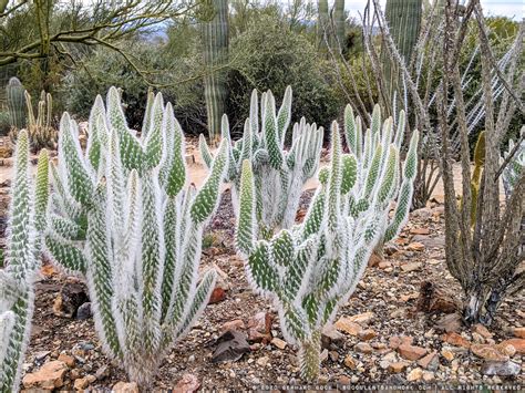 Cactus Garden at the Arizona-Sonora Desert Museum