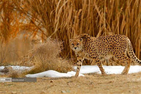 Asiatic cheetahs’ return to birthplace: semi-captive living or reaching ...