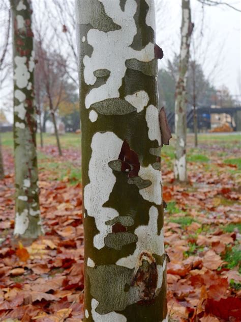 American Sycamore Tree Bark