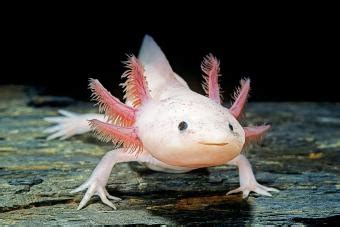 19 Axolotl Facts as Unique as the Walking Fish | LoveToKnow Pets