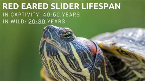 How Long Do Turtles Live Red Ear Slider?