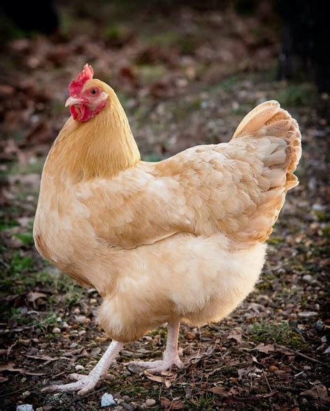 Buff Orpington Chickens: All You Need To Know About This Delightful Breed » Heritage Acres ...