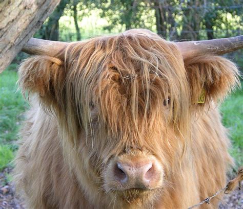 19 Highland Cows Who Are Fresher Than You | Highland cow, Cow, Cute cows