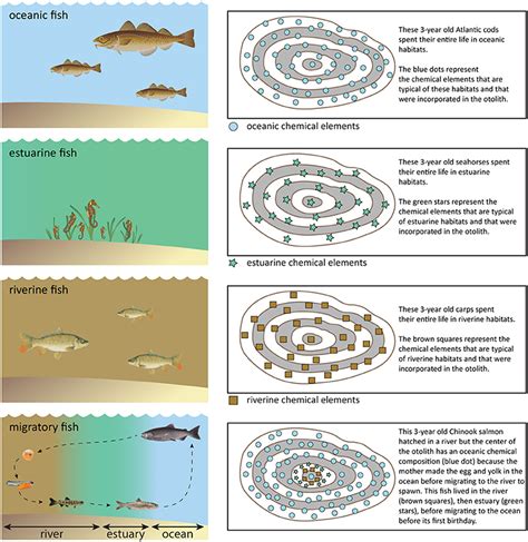 How Scientists Reveal The Secret Migrations of Fish · Frontiers for ...