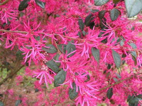 From Zhuzhou, China, comes this pink-flowered Loropetalum that is distinctively upright in form ...