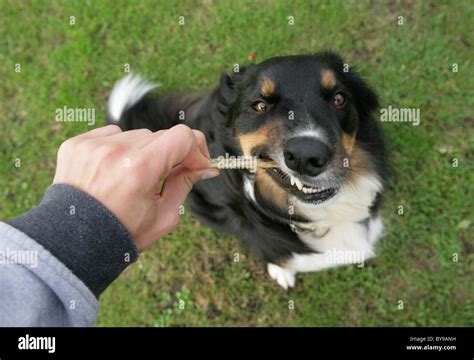 Border collie cross hi-res stock photography and images - Alamy