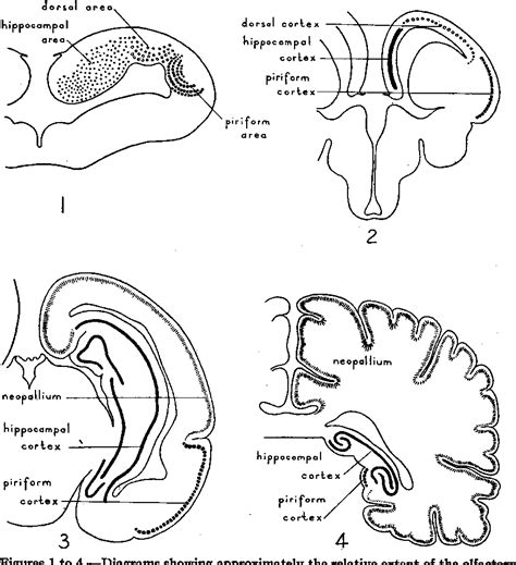 Figure 1 from The Functions of the Olfactory Parts of the Cerebral ...