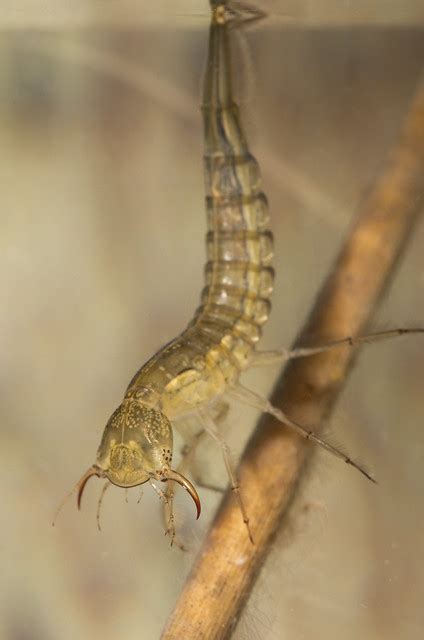 Dytiscus diving beetle larva – UK Wildlife