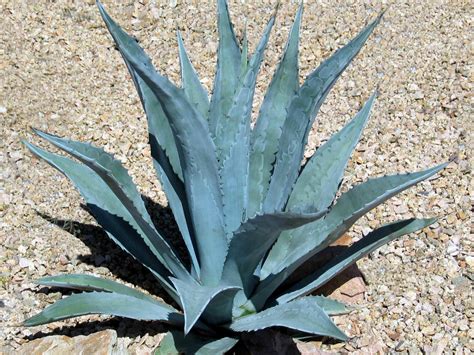 Agave americana - 10 seeds — rareplant