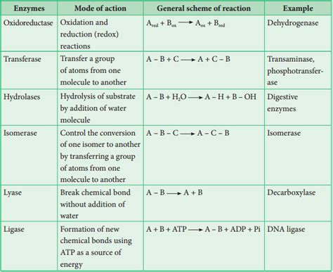 Enzymes Definition and its Types