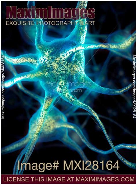 Image of Brain cell Neurons | Stock Image MXI28164